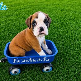AZULA - Fawn female Boxer puppy in Abilene, Texas from L&L Euro Boxers and Small Town Shih Tzus