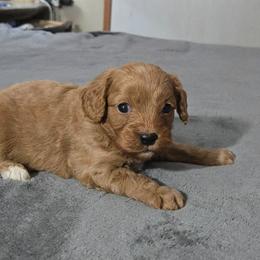 1 - Red male Cavapoo puppy in Copan, Oklahoma from Tatums cavapoos