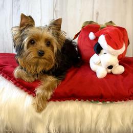 Chase - Black and gold male Yorkshire Terrier puppy in Roseville, California from Blueberry Brook Yorkies
