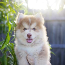 Matcha - Red and white male Pomsky puppy in Trenton, Texas from Blissful Paws Pomskies