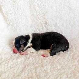Truffle - Black and tan male American Corgi puppy in Pahrump, Nevada from Desert Sunset Corgis