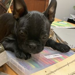 Boston Terrier and Companion Cross Puppies from Antelope Creek Frenchtons