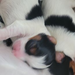 Biewer Terrier Puppies from Hearts n Paws