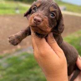 Poppie - Chocolate and tan female Dachshund puppy in Conway, Missouri from Ozark Mountain Kennel