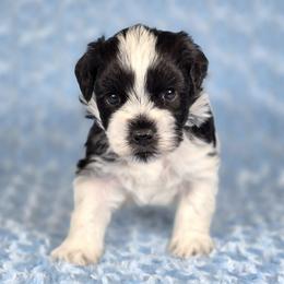 Oroe - Parti male Miniature Schnauzer puppy in Ely, Nevada from Great Basin Miniature Schnauzers