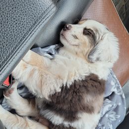 Calamity Jane  - Miniature Australian Shepherd