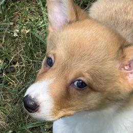Mona - Red female Pembroke Welsh Corgi puppy in Sterling, Connecticut from Corgi Cottage