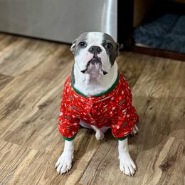 Jack - Boston Terrier
