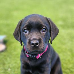 Labrador Retriever Puppies from Steele Caliber Retrievers