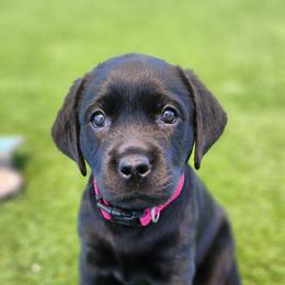 Labrador Retriever Puppies from Steele Caliber Retrievers