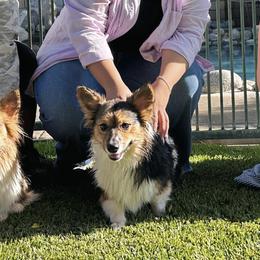 Pembroke Welsh Corgi All Grown Up from Han Dynasty Corgis