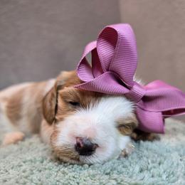 Hestia - Blenheim female Cavapoo puppy in Roseville, California from Heavenly Goldendoodles