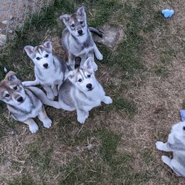 Siberian Husky Puppies from Yukikaze Siberians