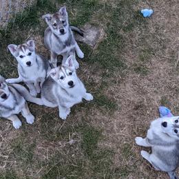 Siberian Husky Puppies from Yukikaze Siberians