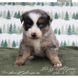 Buzz - Blue merle male Australian Shepherd puppy in Grapeland, Texas from Smokin K Aussies