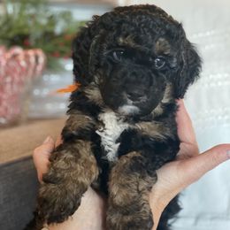 Bernedoodle Puppies from Better Day Bernedoodles
