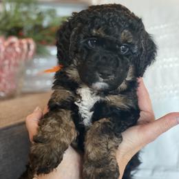 Bernedoodle Puppies from Better Day Bernedoodles