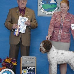 Lagotto Romagnolo All Grown Up from Two By Two Lagotto