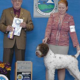 Lagotto Romagnolo All Grown Up from Two By Two Lagotto
