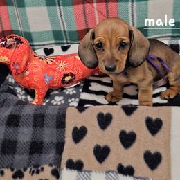 Dachshund Puppies from Briarwood Dachshunds