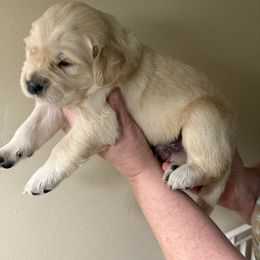 Red collar - Light golden male Golden Retriever puppy in Indianapolis, Indiana from ZuGolden Retrievers & Doodles