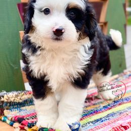 Bernedoodle and Goldendoodle Puppies from BrookeMarie’s Goldendoodle Love