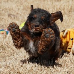 Boy 4 - Blue merle male Aussiedoodle puppy in Lawton, Oklahoma from Lindsey’s Aussies