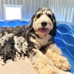 Bernedoodle Puppies from Dixieland Doodles