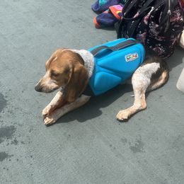 Zoey - Beagle