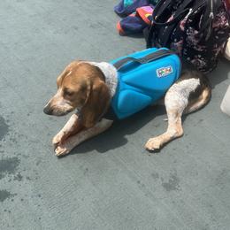 Zoey - Beagle