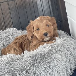 Australian Cobberdog Puppies from Faberge Australian Cobberdogs