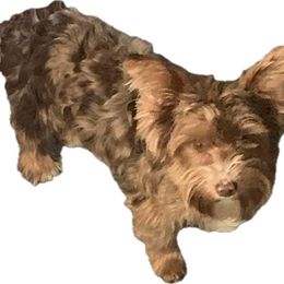 Brodie - Yorkshire Terrier