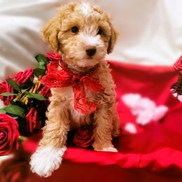 Maltipoo Puppies from Cupcake Cuties
