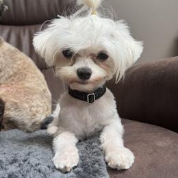 Bear A Tone - Maltese