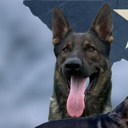 German Shepherds from Karen Luther's German Shepherds