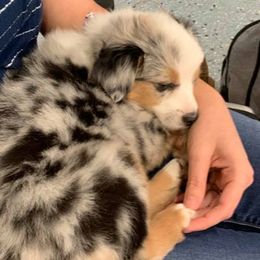 Miniature Australian Shepherds and Toy Australian Shepherds from Stellar Little Aussies