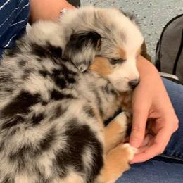 Miniature Australian Shepherds and Toy Australian Shepherds from Stellar Little Aussies