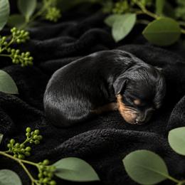 Thorne - Black and tan male Cavapoo puppy in Battle Lake, Minnesota from Panda Puppies
