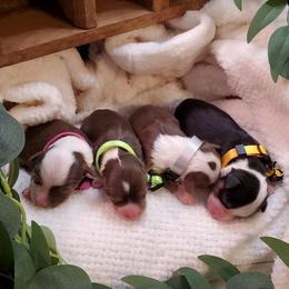 Miniature Australian Shepherd Puppies from Barnyard Mini Aussies