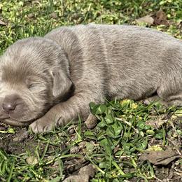 Cheshire (Black Collar) - male Labrador Retriever puppy in Little Rock, Arkansas from Charcoal And Silver Labs