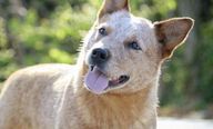 Red Australian Cattle Dog Headshot