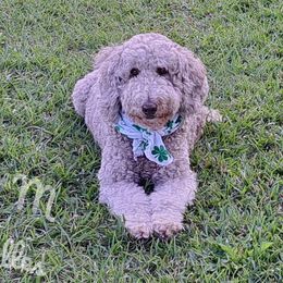 Mudbuddy - Labradoodle