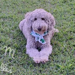 Mudbuddy - Labradoodle