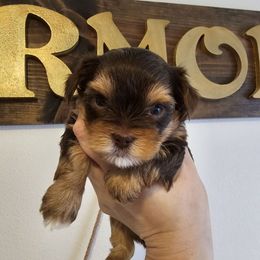 Chance - Chocolate and tan male Yorkshire Terrier puppy in Moses Lake, Washington from Harmony Hills Yorkies
