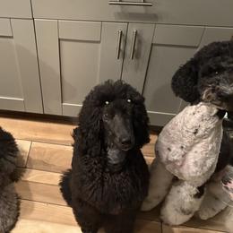 Chinese Cresteds and Poodles from Posh Poodles & Chinese Cresteds