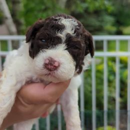 Girl 3 - White female Lagotto Romagnolo puppy in Chicago, Illinois from Midwest Lagotto Romagnolo