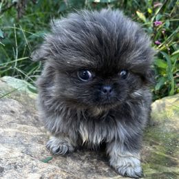 AKC Sky - Gray Pekingese puppy in Cumming, Georgia from Imperial Pekingese