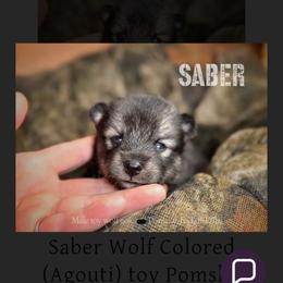 Saber - Wolf sable male Pomsky puppy in Perkins, Oklahoma from A-Dream Pomsky Kennel