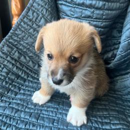Pretty Precious Please - Red female Pembroke Welsh Corgi puppy in Blaine, Tennessee from Rose Brier Pembroke Welsh Corgis