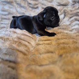 Mocha - Liver female French Bulldog puppy in Alexander City, Alabama from Lake Martin Fancy Frenchies